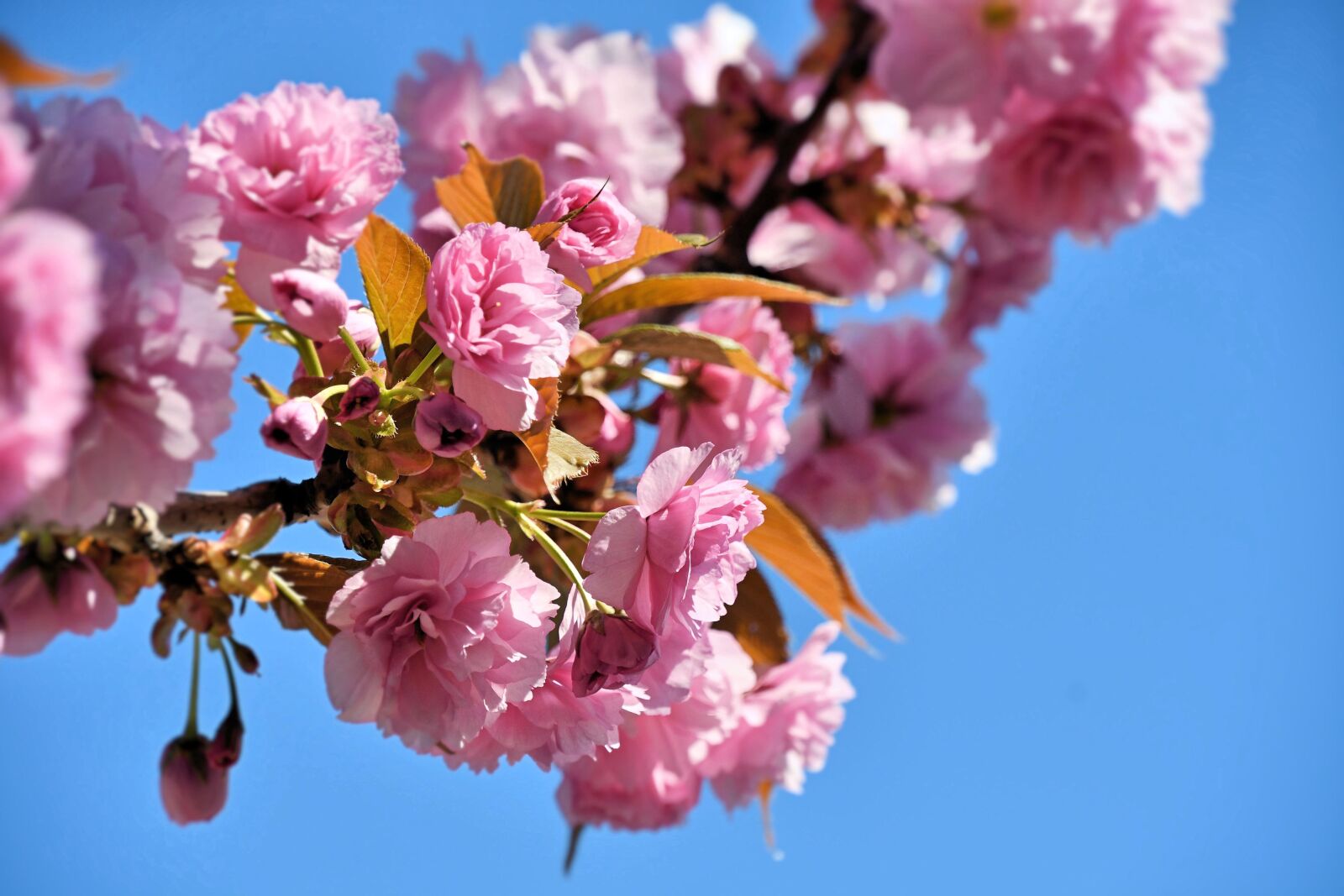 Nikon D500 sample photo. Ornamental cherry, pink, cherry photography