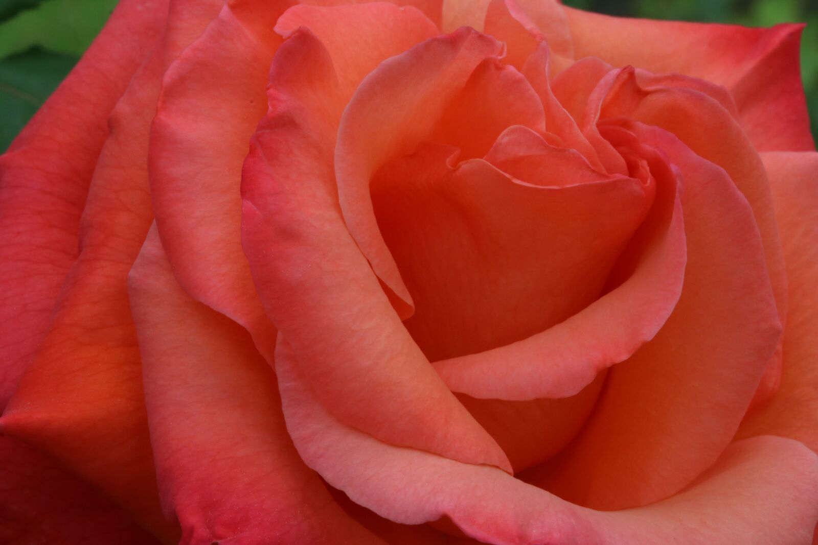 Canon EOS 750D (EOS Rebel T6i / EOS Kiss X8i) sample photo. Rose, plants, flowers photography