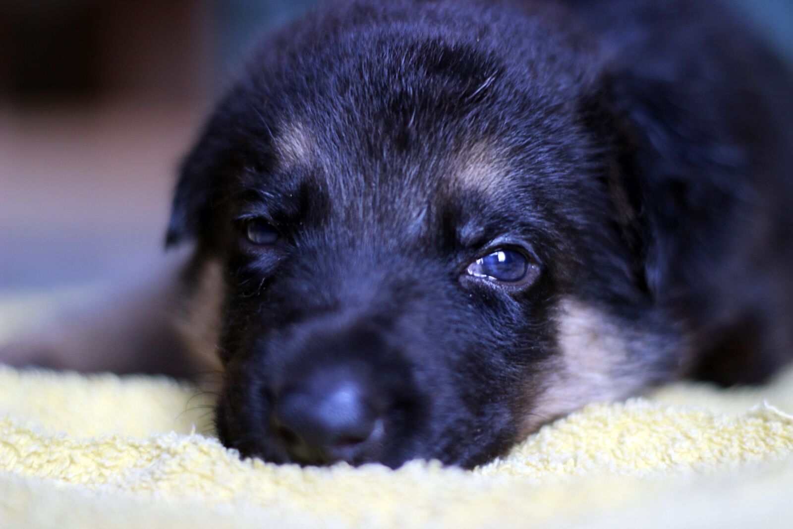 Canon EOS 600D (Rebel EOS T3i / EOS Kiss X5) + Canon EF 50mm F1.8 II sample photo. German shepherd dog, puppy photography