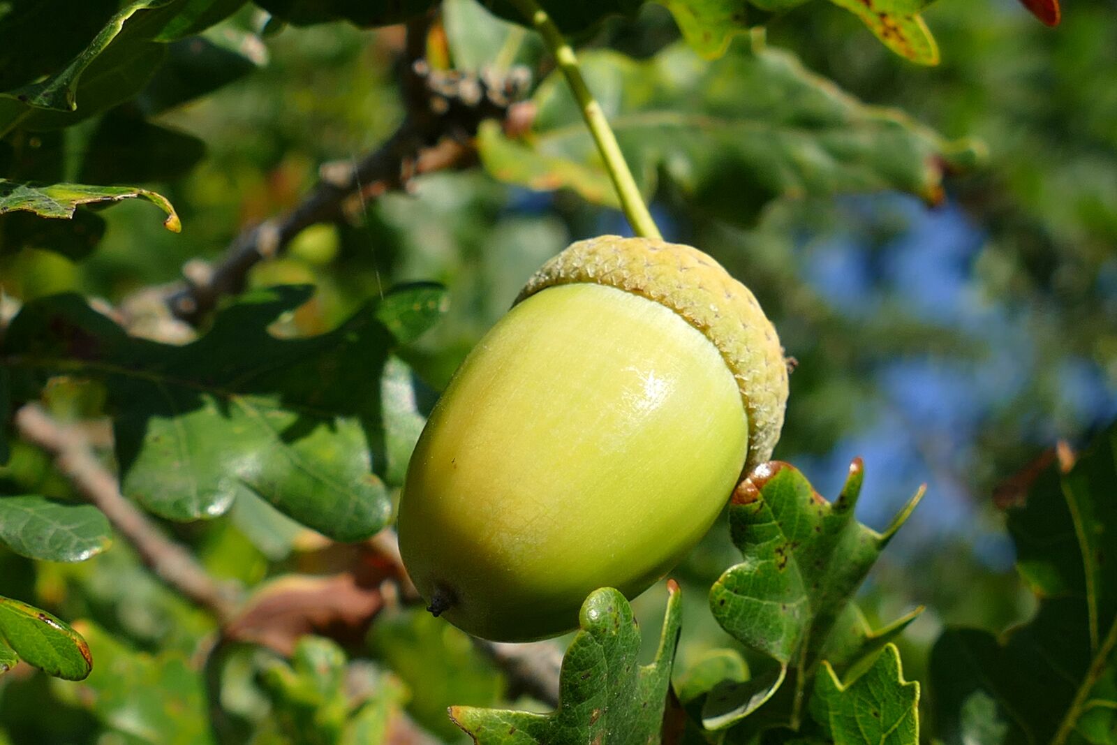 Panasonic Lumix DMC-FZ1000 sample photo. Acorn, oaknut, fruit photography