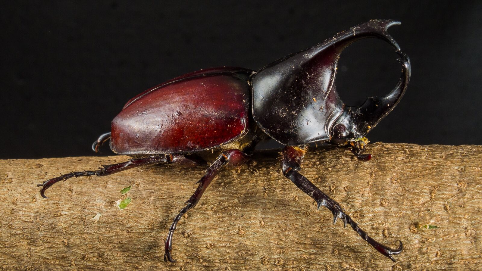 Fujifilm X-S1 sample photo. Tropical beetles, rhinoceros beetle photography