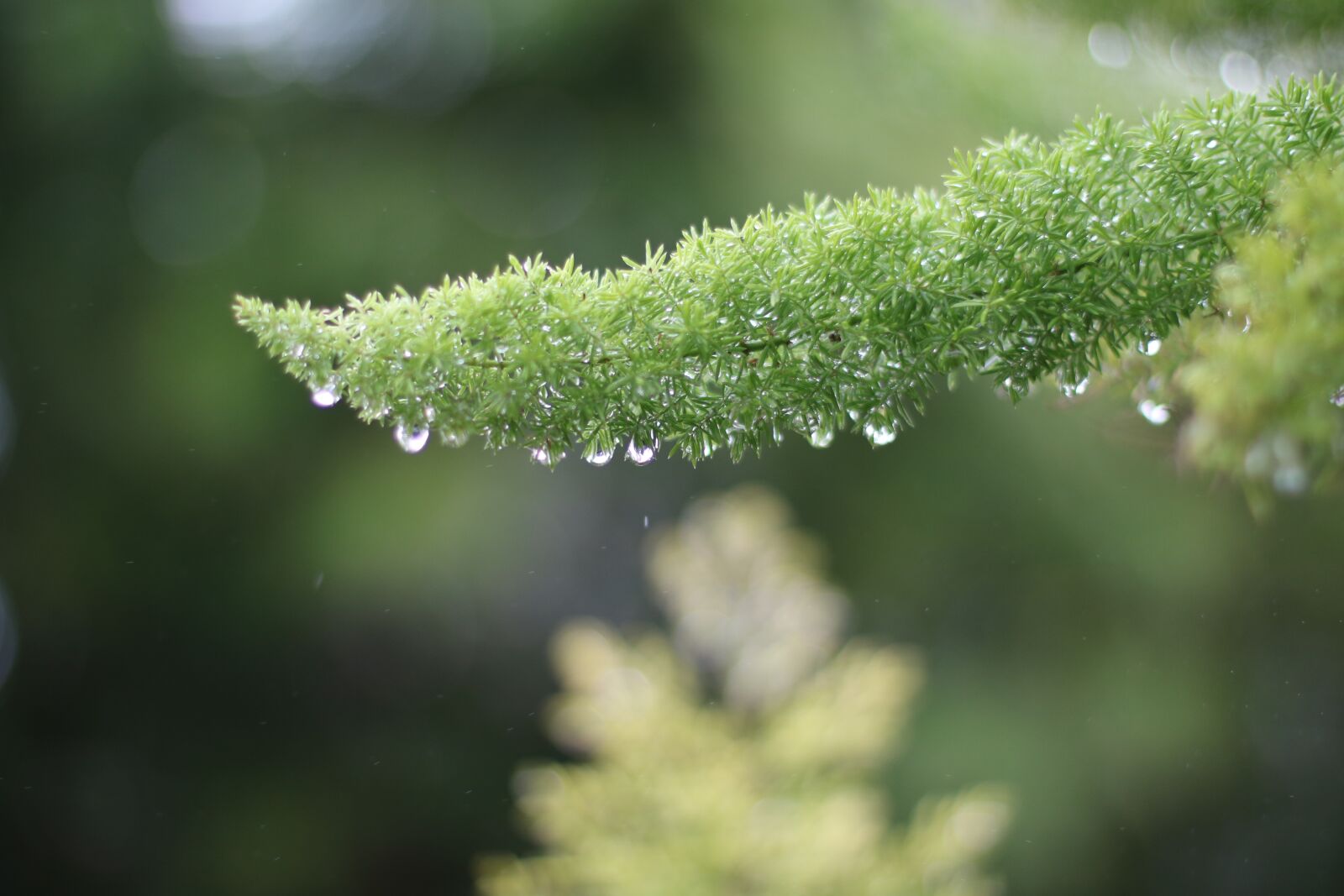 Canon EF 50mm F1.4 USM sample photo. Dewdrops, green, plant photography