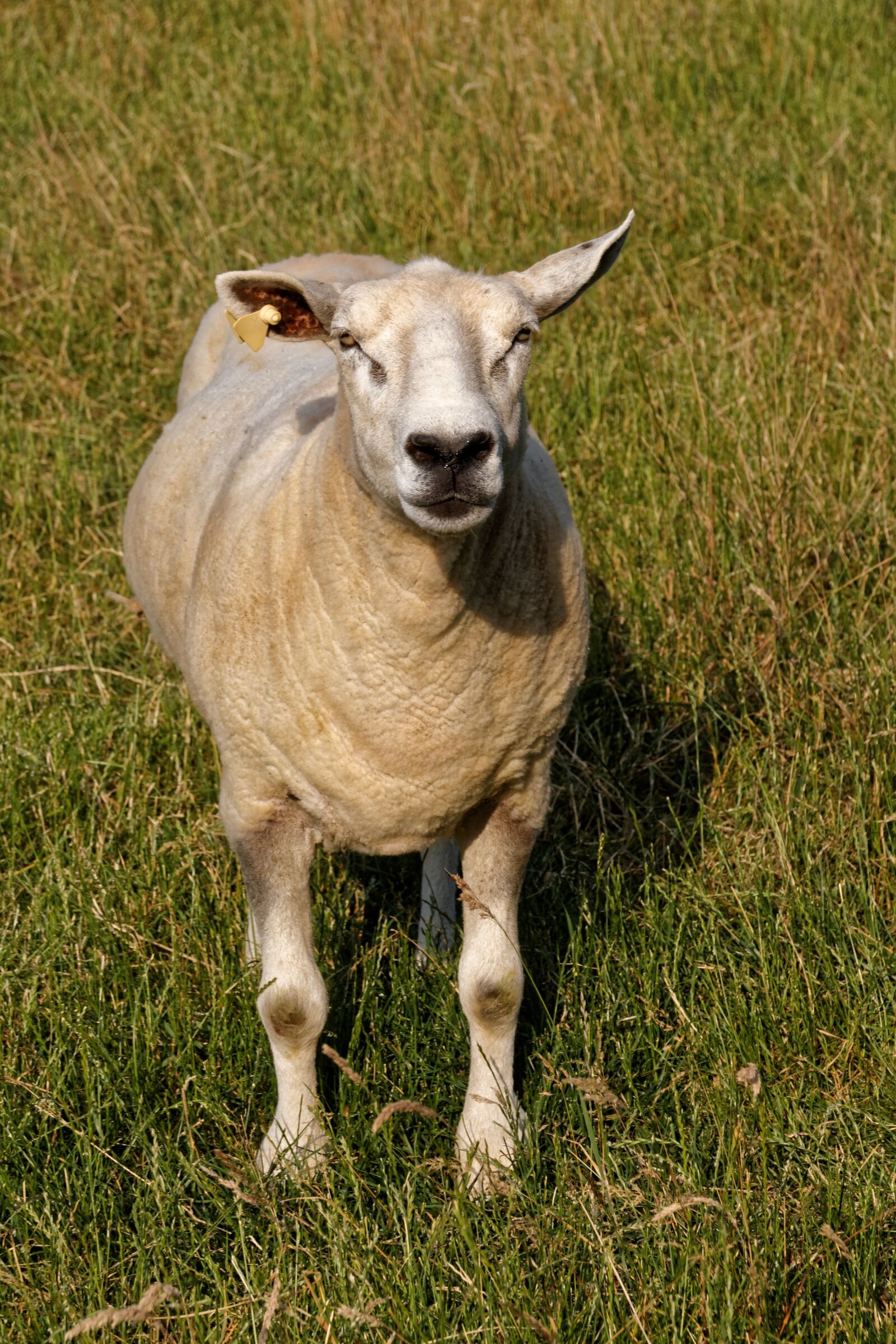 Canon EOS 30D sample photo. Sheep, grass, rush photography