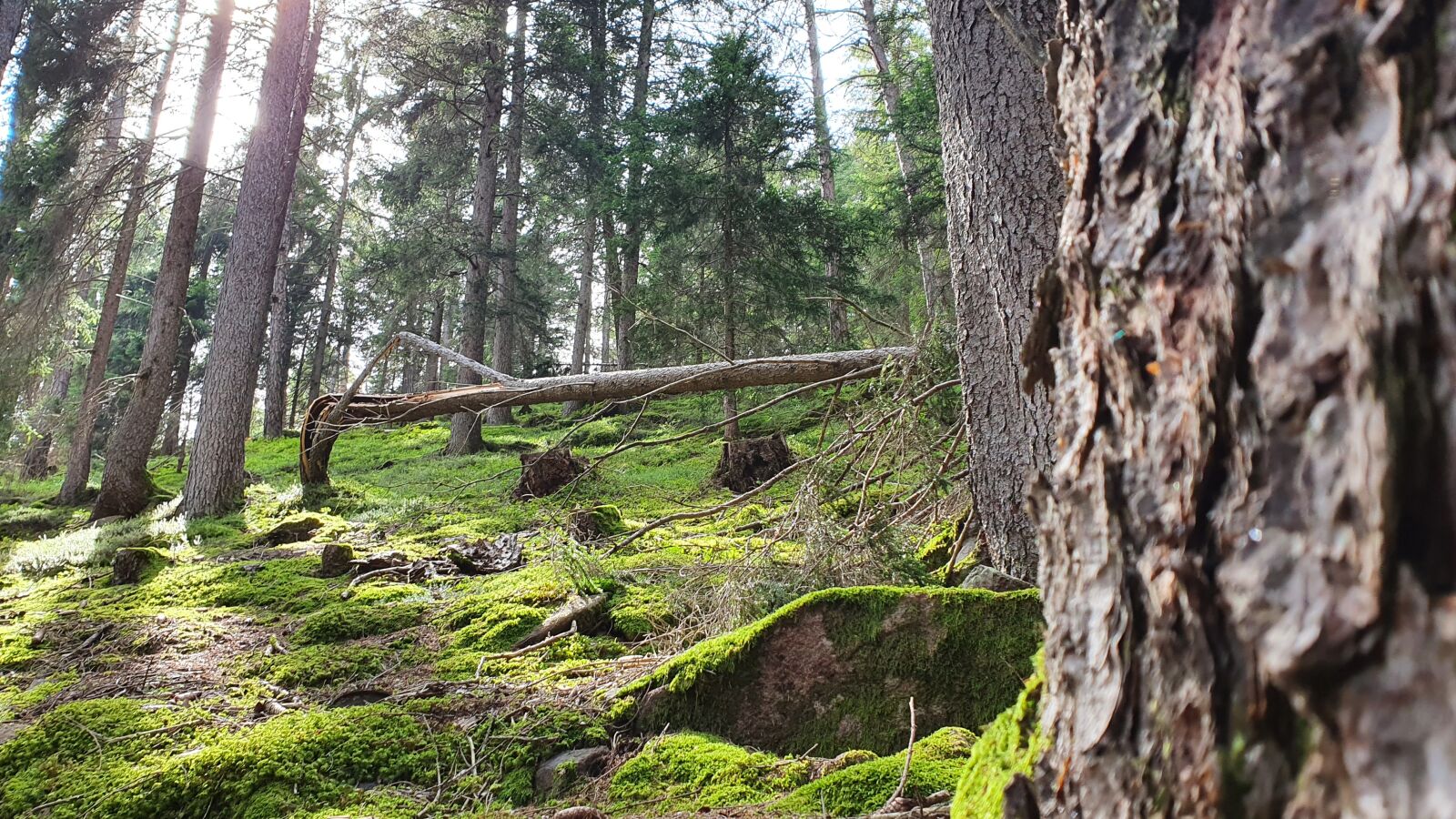 Samsung Galaxy S10 sample photo. Bosco, wald, forest photography