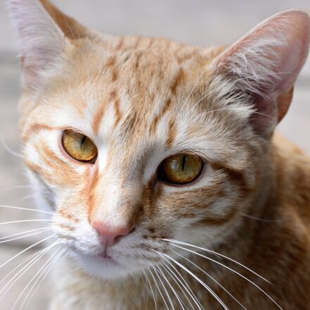 SIGMA APO MACRO 180mm F3.5 EX DG HSM ニコン Sigma 180 mm f/3.5 EX DG HSM Macro APO review - Introduction