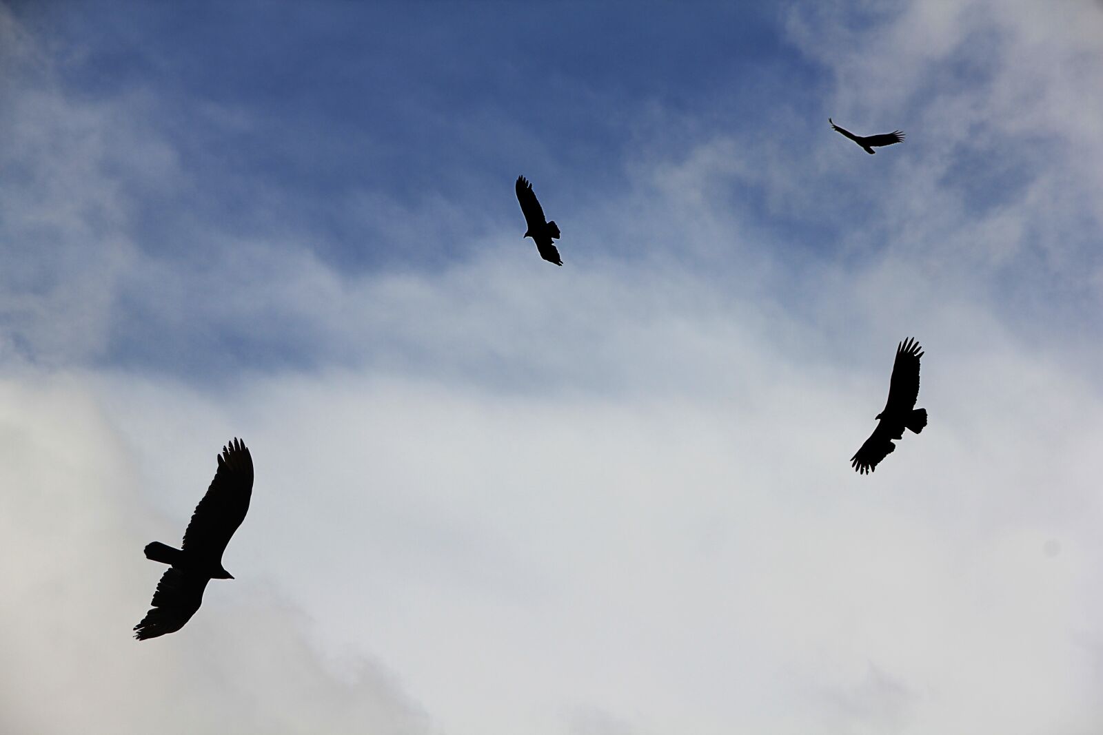 Canon EOS 550D (EOS Rebel T2i / EOS Kiss X4) sample photo. Vulture, sky, flying photography