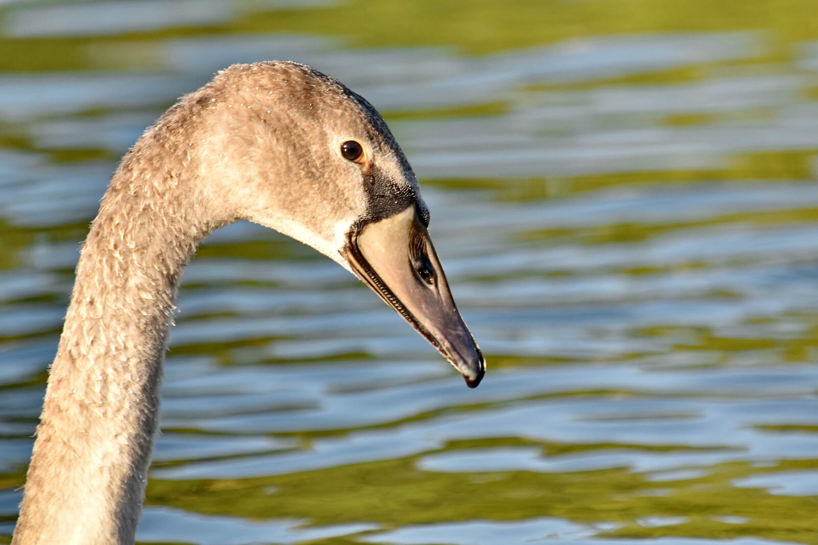 Nikon D5500 sample photo. Natural habitat, neck, swan photography
