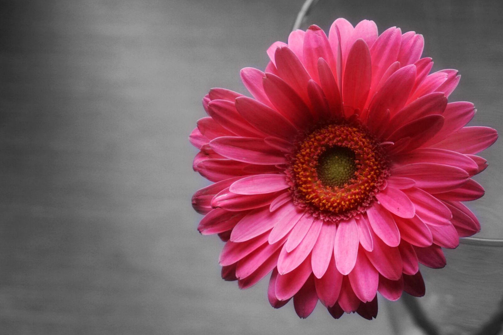 Sony a6000 sample photo. Flower, gerbera, petals photography