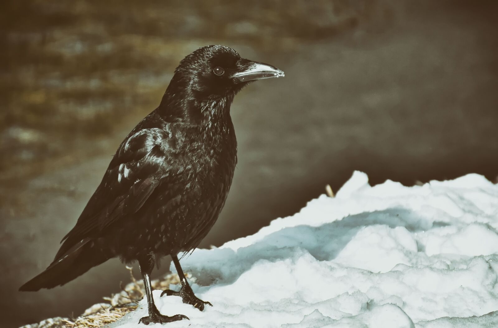 Nikon D7200 sample photo. Crow, animal, common raven photography