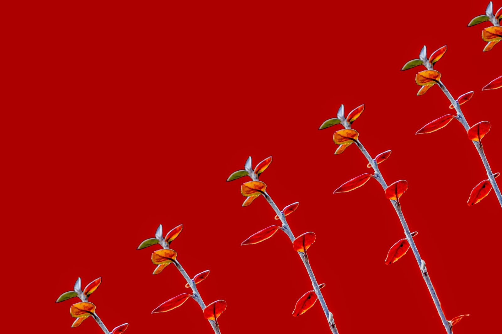 Nikon D3300 sample photo. Red, background, paper photography