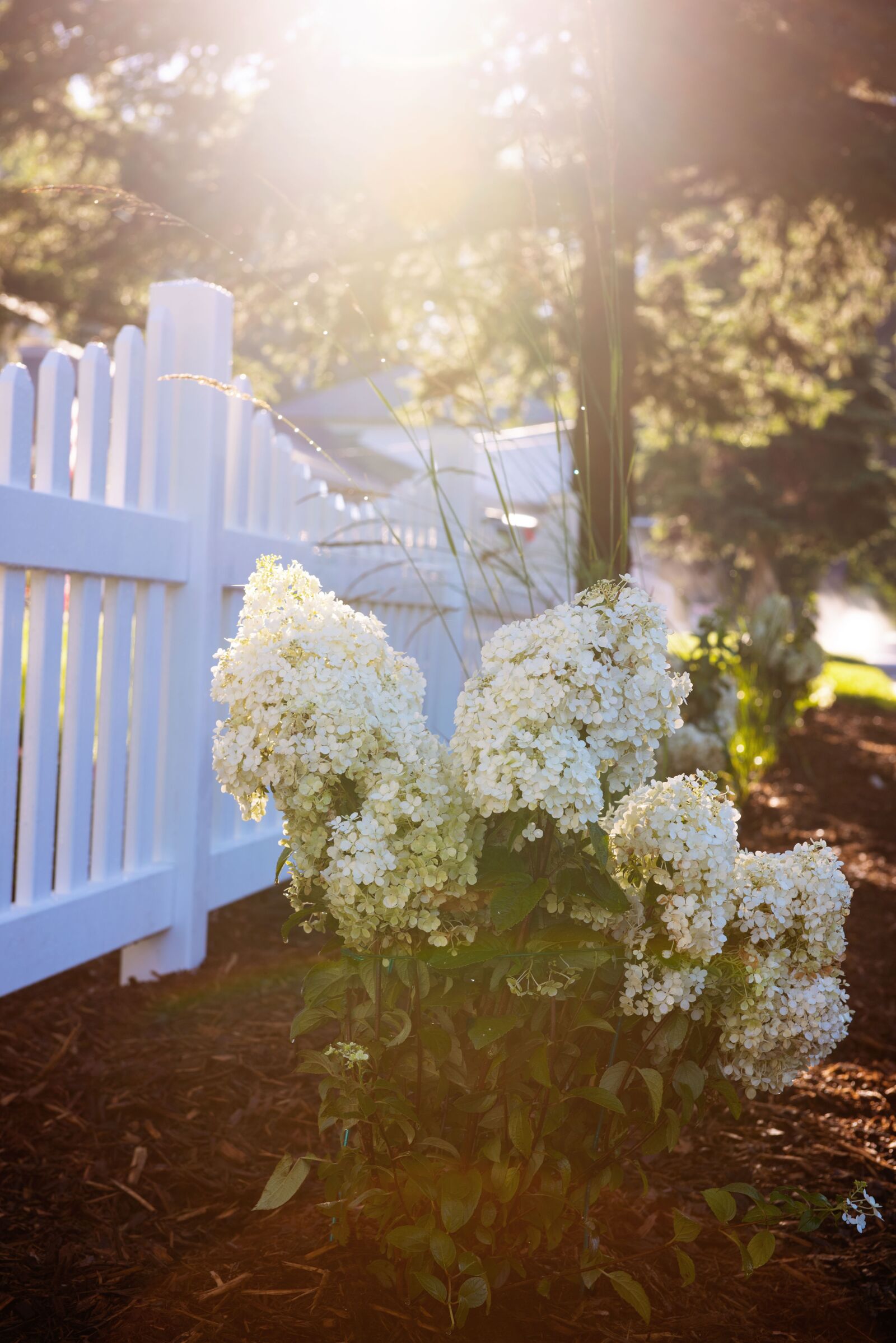 Nikon D810 sample photo. Picket fence, white, flower photography