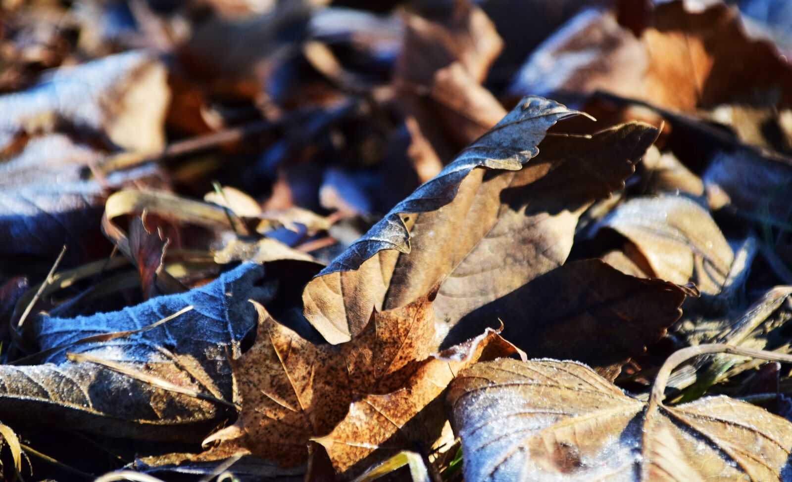 Nikon D3300 sample photo. Leaves, autumn, fall foliage photography