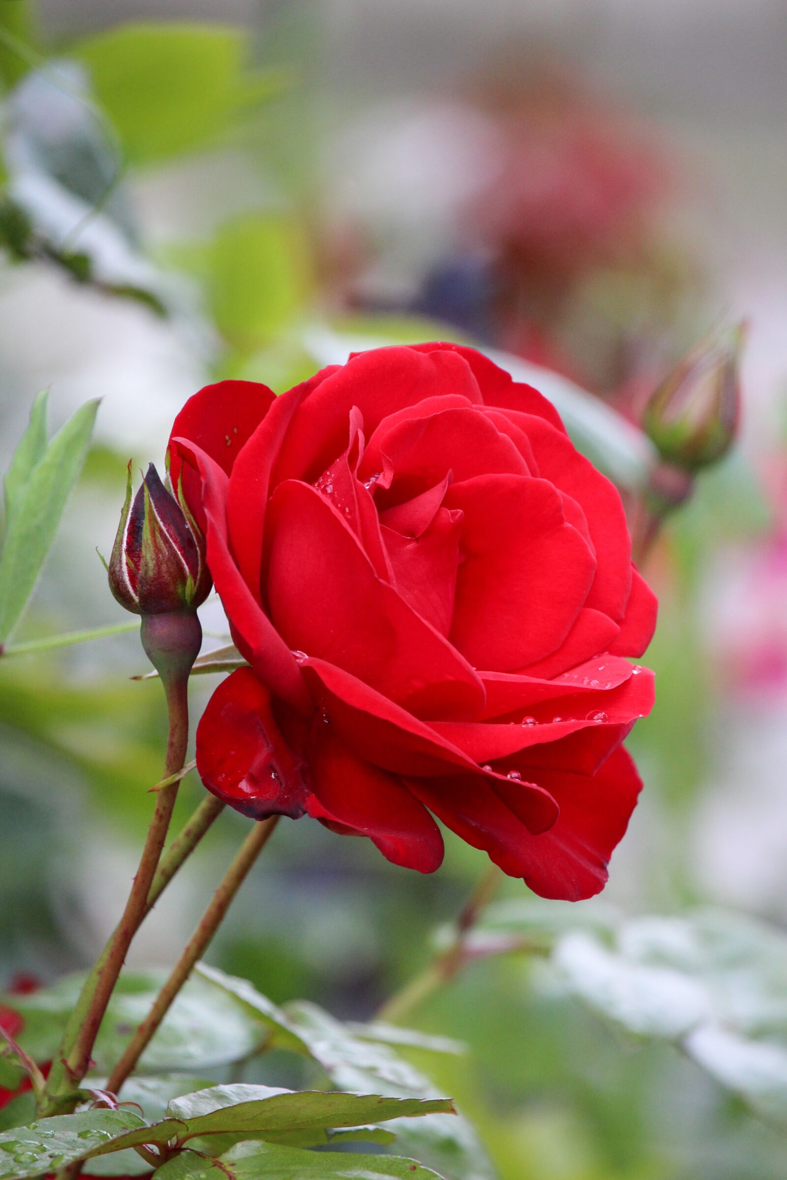 Canon EOS 700D (EOS Rebel T5i / EOS Kiss X7i) sample photo. Rose, red, garden photography