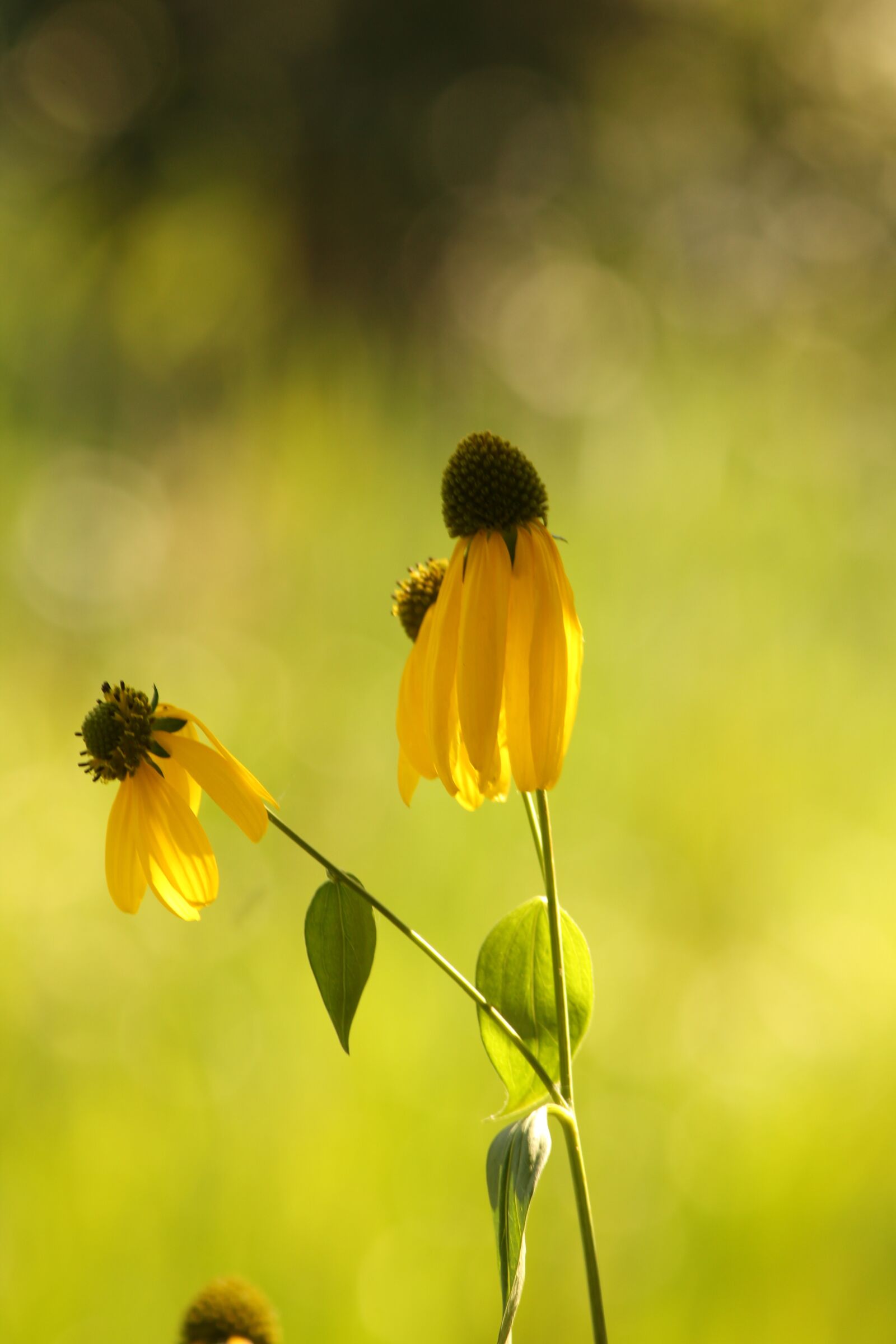 Canon EOS 550D (EOS Rebel T2i / EOS Kiss X4) sample photo. Macro, yellow flower, flower photography