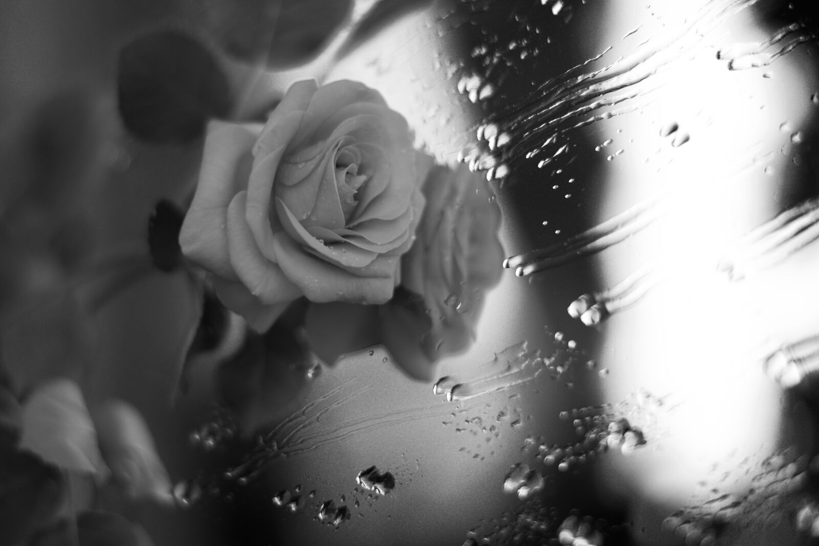 Nikon D810 sample photo. Flower, rosa, petals photography