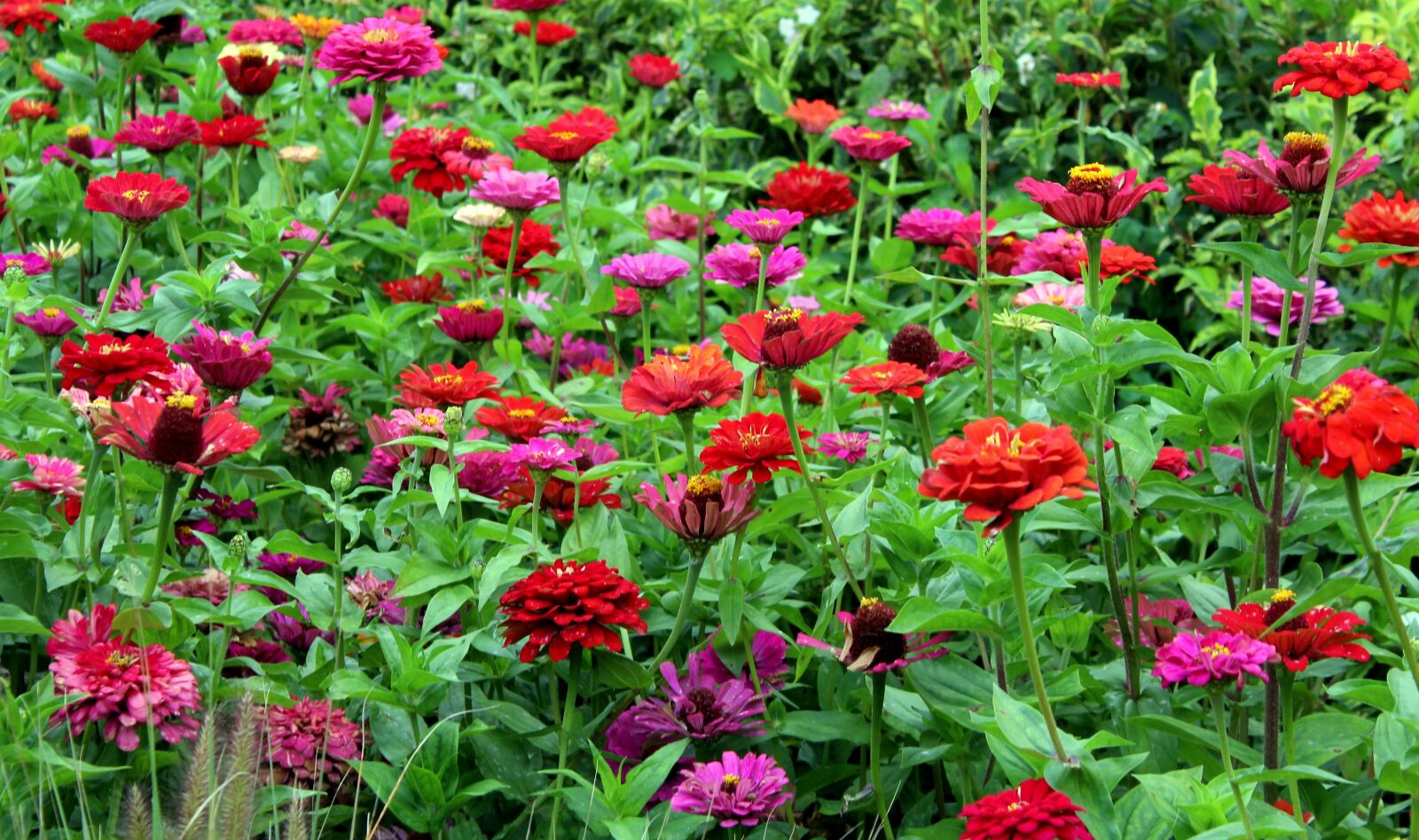 Canon EOS 1200D (EOS Rebel T5 / EOS Kiss X70 / EOS Hi) sample photo. Tin, flowers, colorful photography