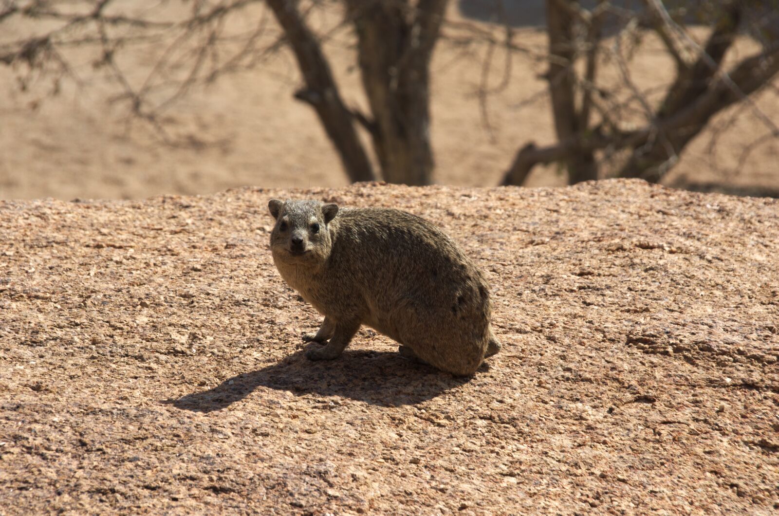 Nikon D5100 sample photo. Hyrax, nager, rodent photography