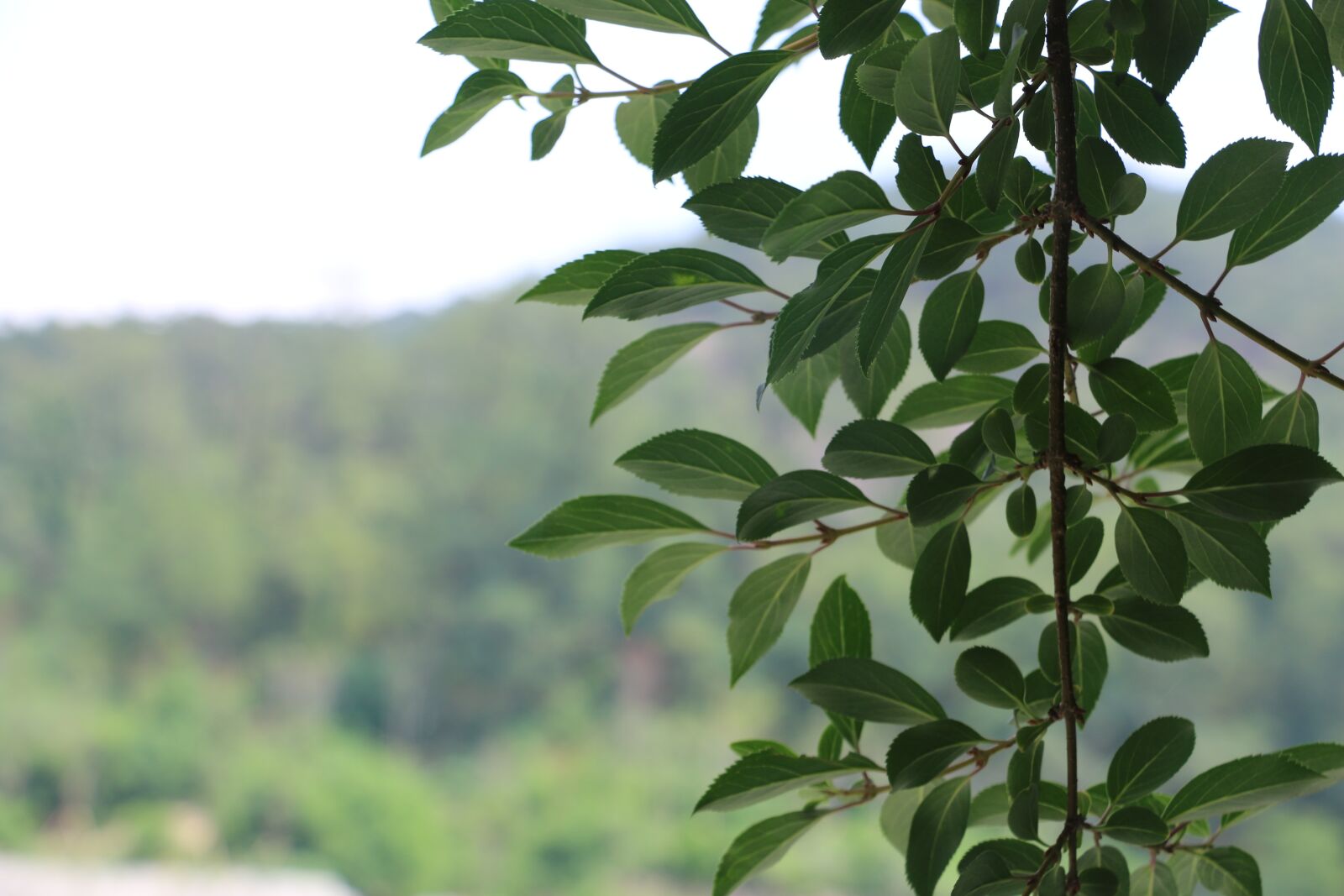 Canon EOS 70D sample photo. Tree, leaf, green photography