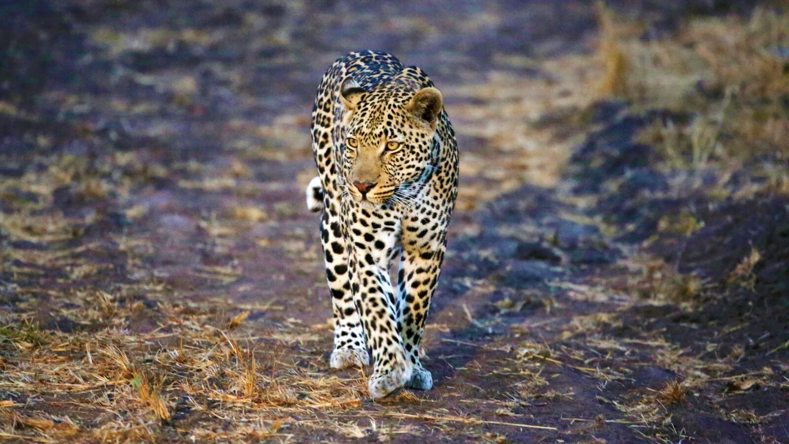 Canon EF 100-400mm F4.5-5.6L IS USM sample photo. Leopard, safari, south africa photography
