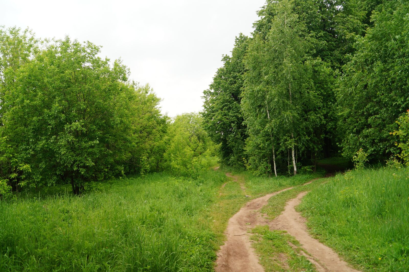 Sony SLT-A57 sample photo. Forest, silence, nature photography