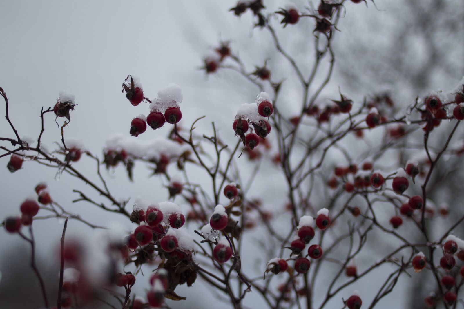 Canon EF 35mm F2 sample photo. Berry, bush, snow photography