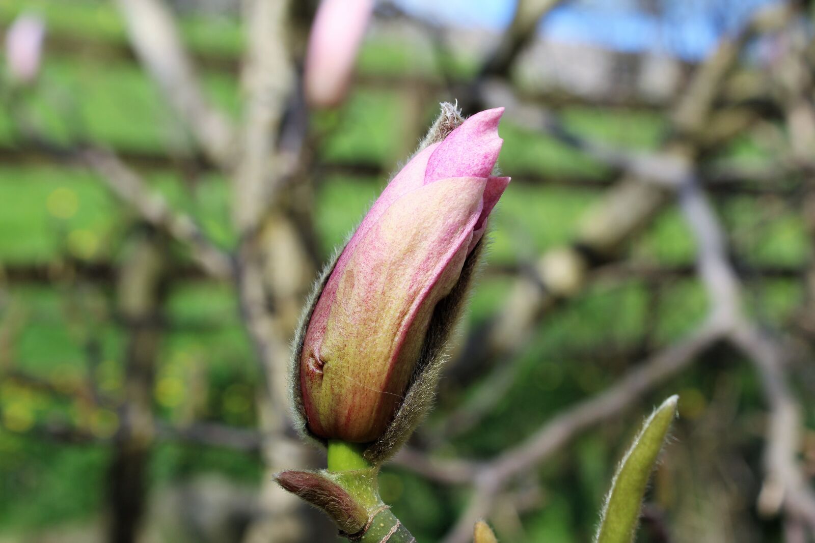 Canon EF-S 18-55mm F3.5-5.6 III sample photo. Magnolia bud, magnolia, pink photography
