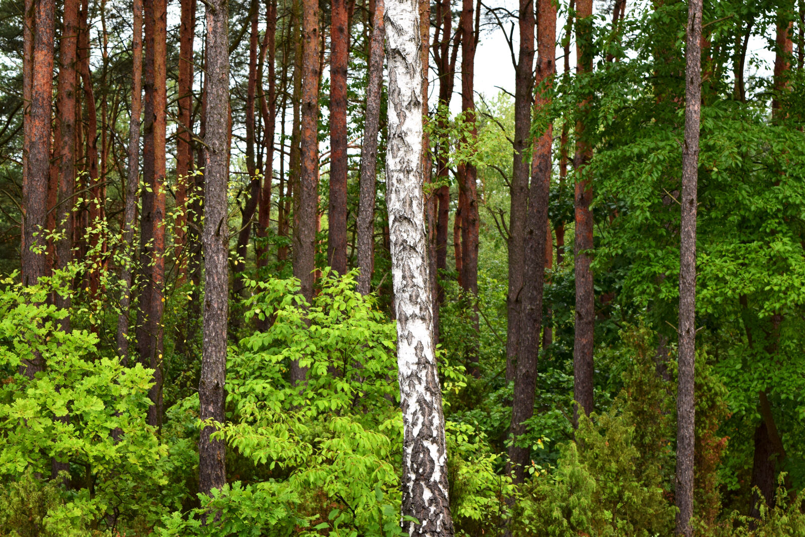 Nikon D3300 sample photo. Birch, brzoza, forest photography