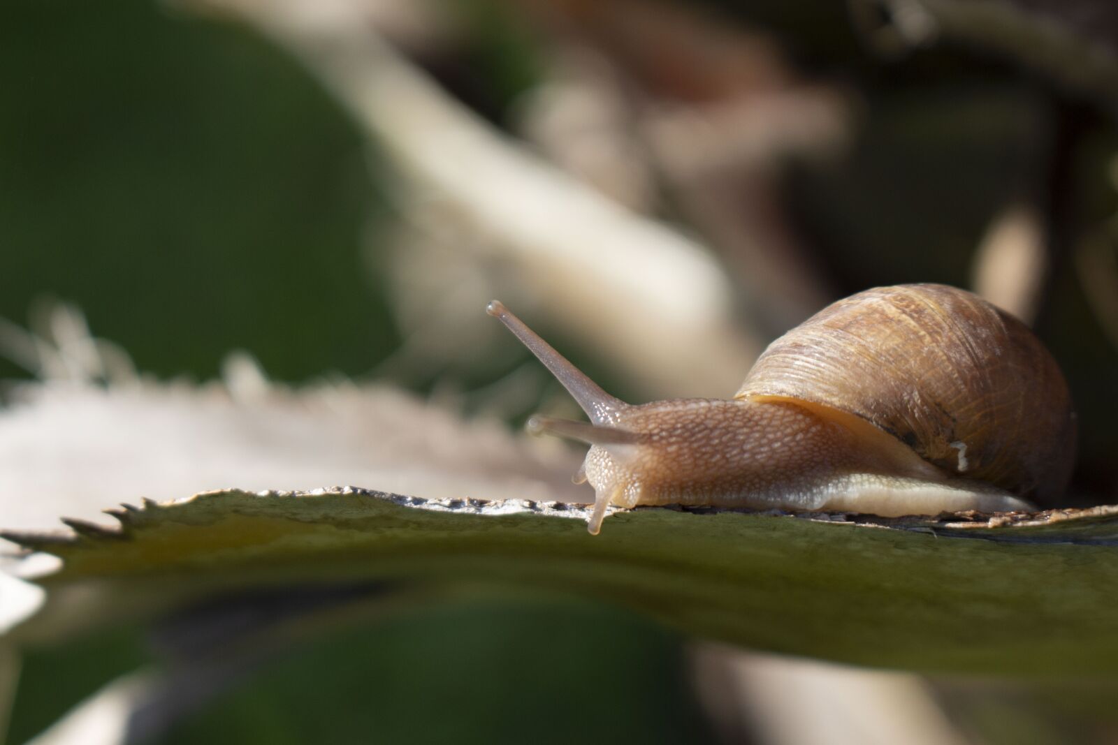 Canon EOS 700D (EOS Rebel T5i / EOS Kiss X7i) sample photo. Snail, plants, slow photography