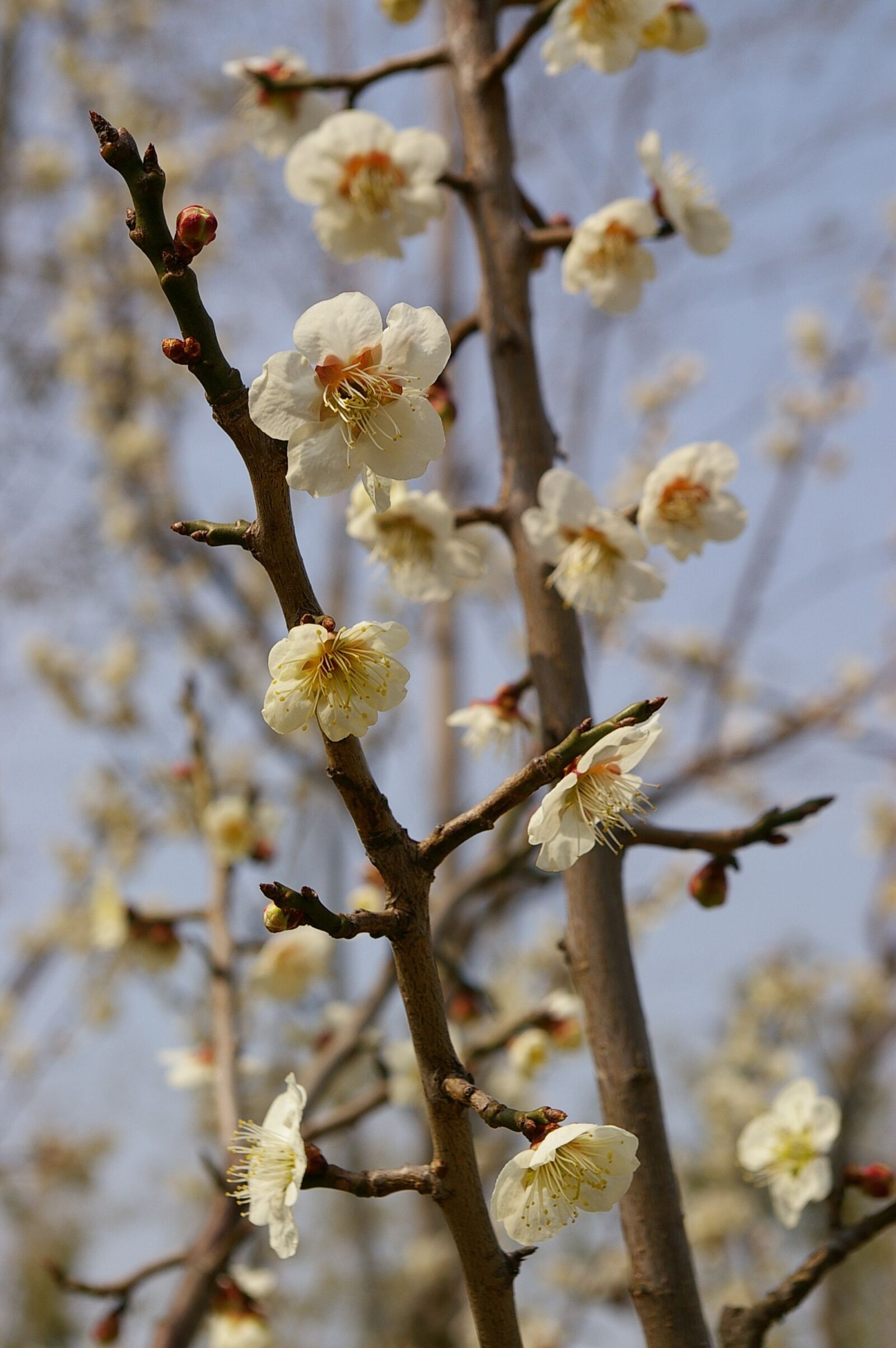 Pentax *ist DS sample photo. Cherry blossom, sakura, flower photography