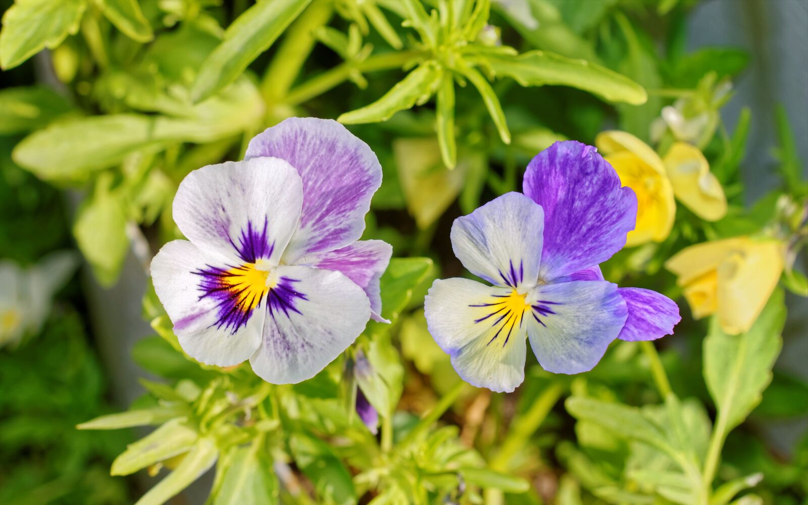 Nikon D5100 sample photo. Flower, flowers, petals photography