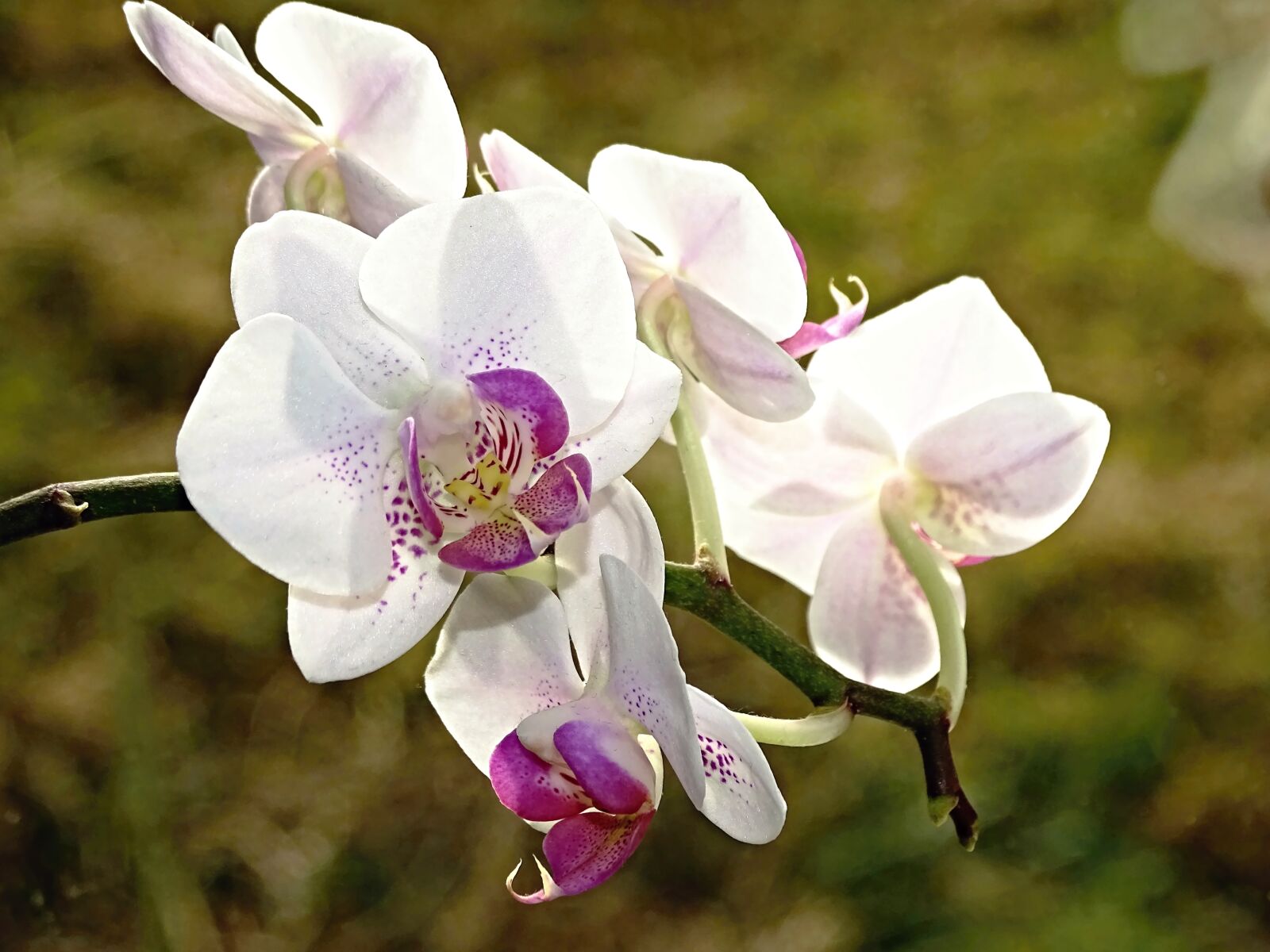 Sony Cyber-shot DSC-HX400V sample photo. Orchid, flowers, flower photography