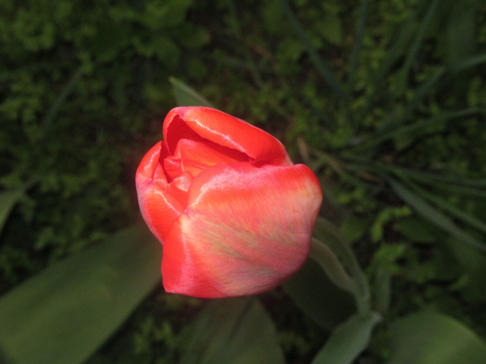 Canon PowerShot SX620 HS sample photo. Tulip flower, nature photography