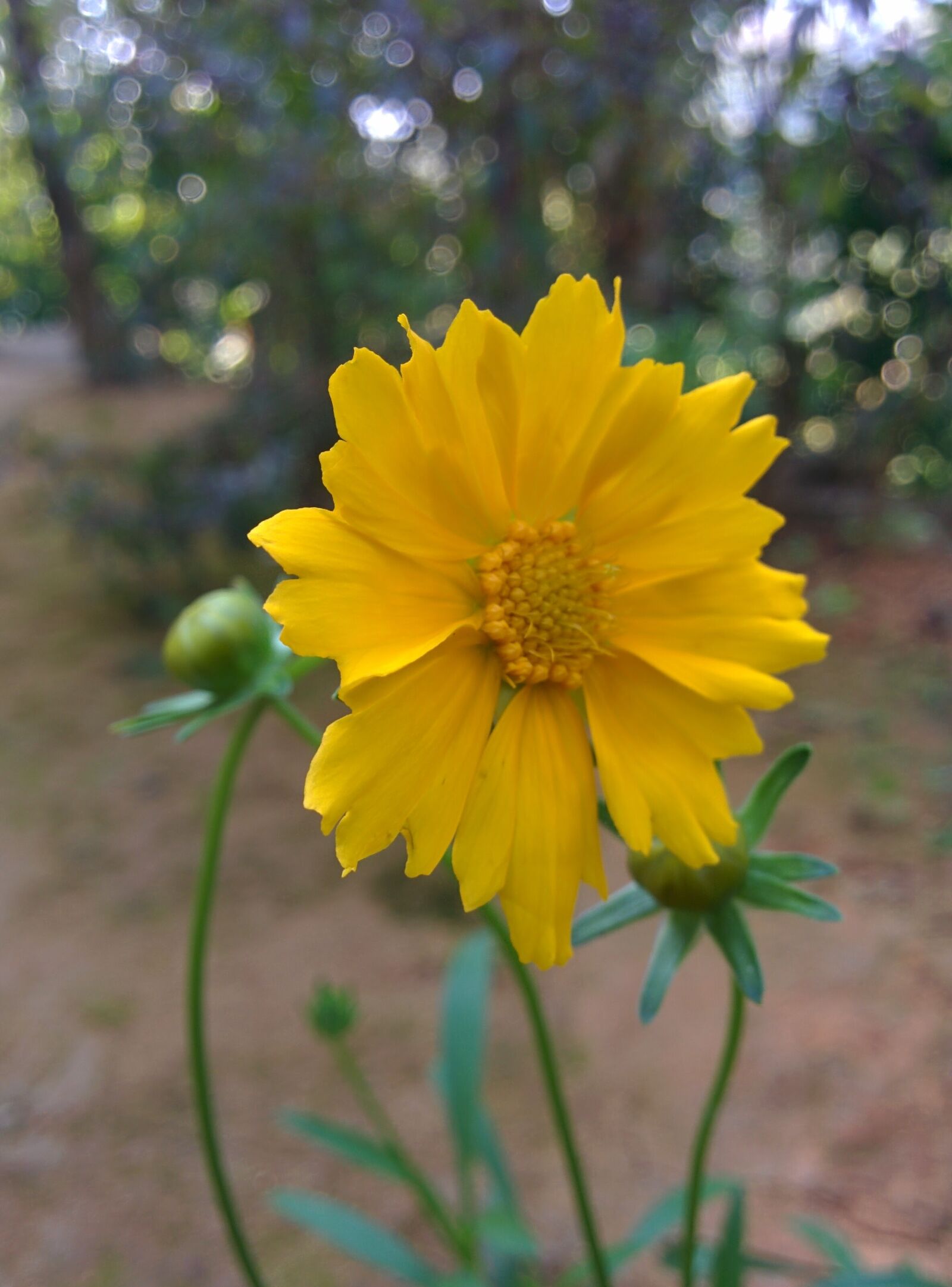 LG Nexus 5 sample photo. Flower photography