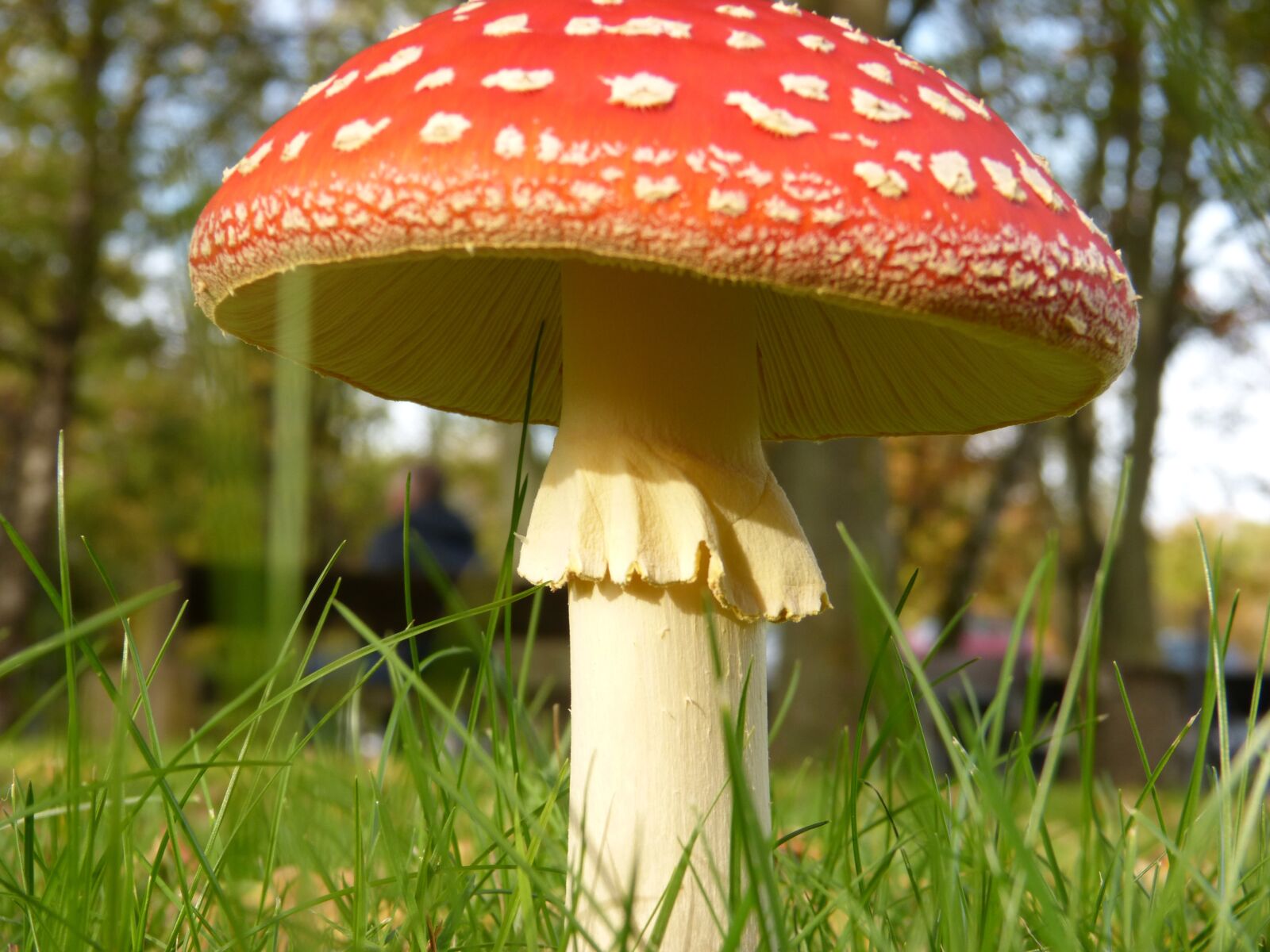 Panasonic DMC-FZ62 sample photo. Fly agaric, mushroom, toxic photography