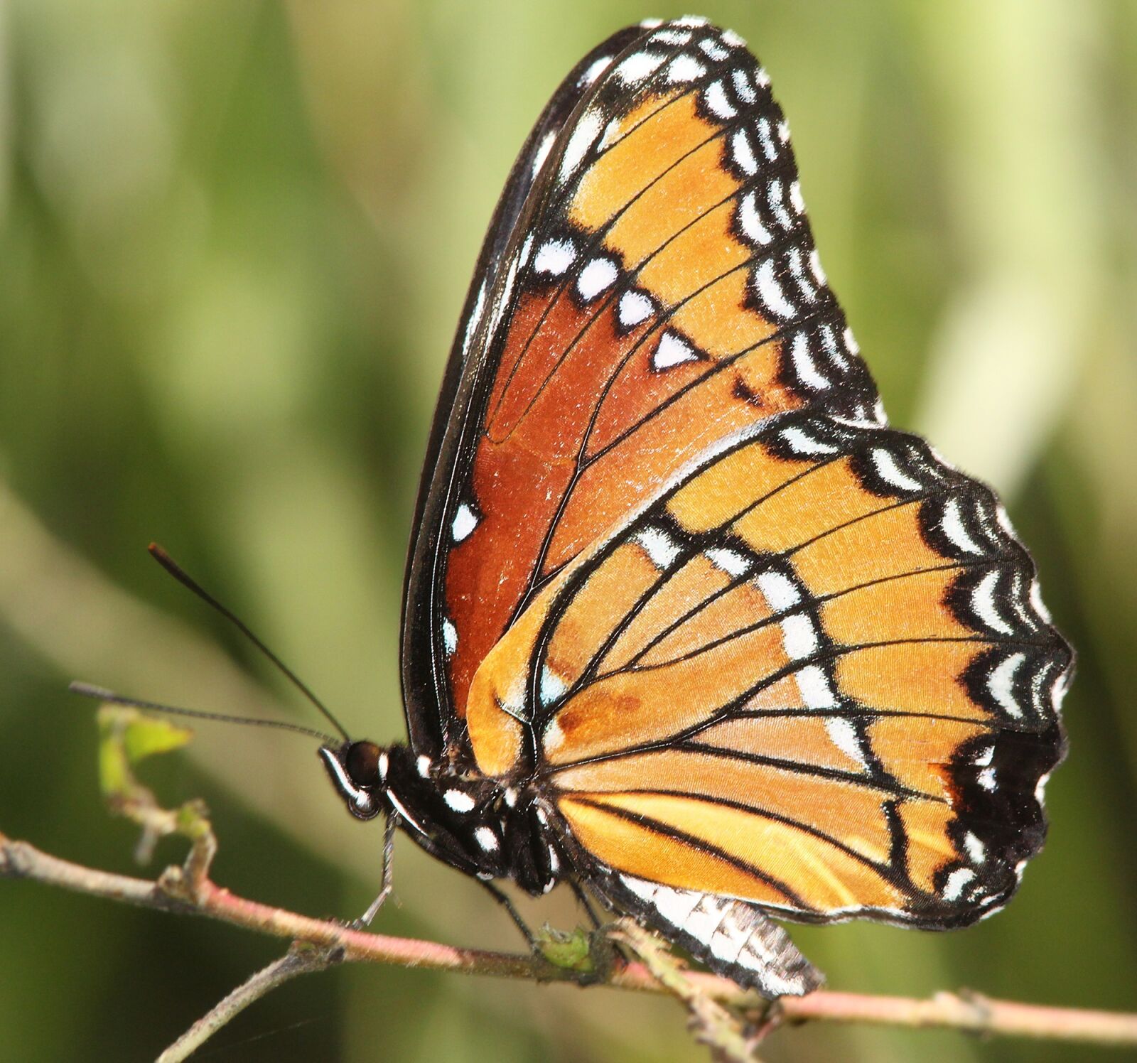 Canon EF 300mm F4L IS USM sample photo. Viceroy butterfly, plant, insect photography