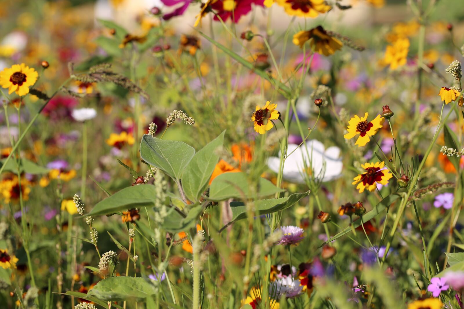 Canon EF 100mm F2.8L Macro IS USM sample photo. Flower meadow, flowers, meadow photography