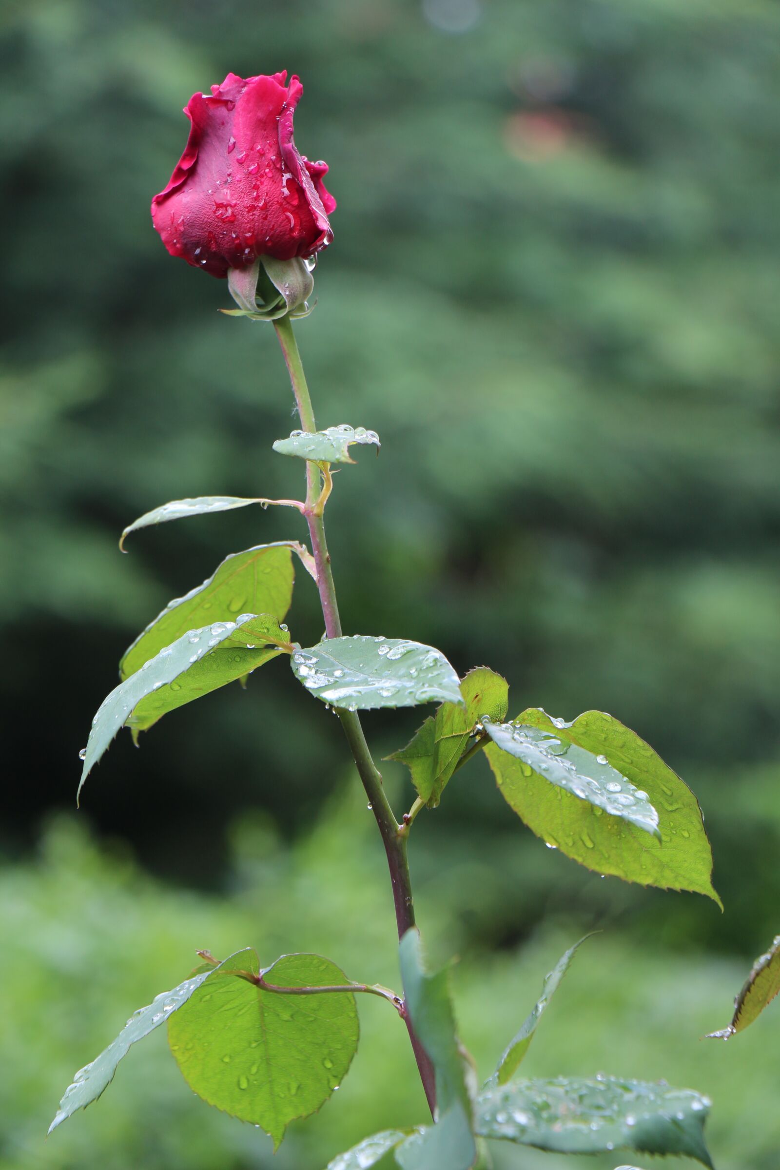 Canon EOS 700D (EOS Rebel T5i / EOS Kiss X7i) sample photo. Rose, after the rain photography
