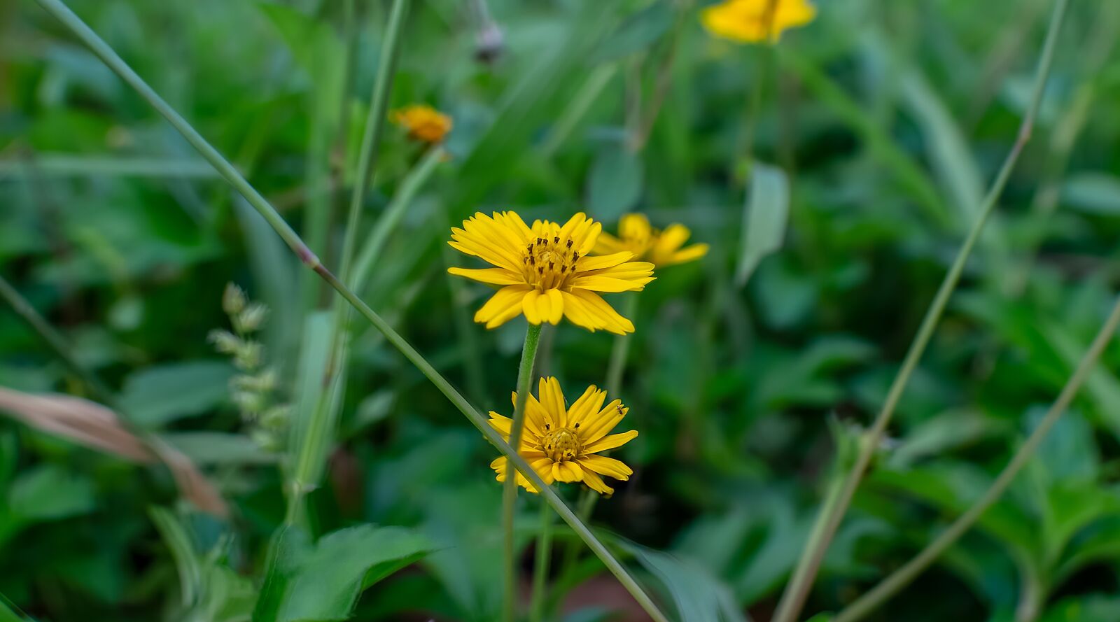 Nikon D3200 sample photo. Sphagneticola trilobata, flower, caribbean photography