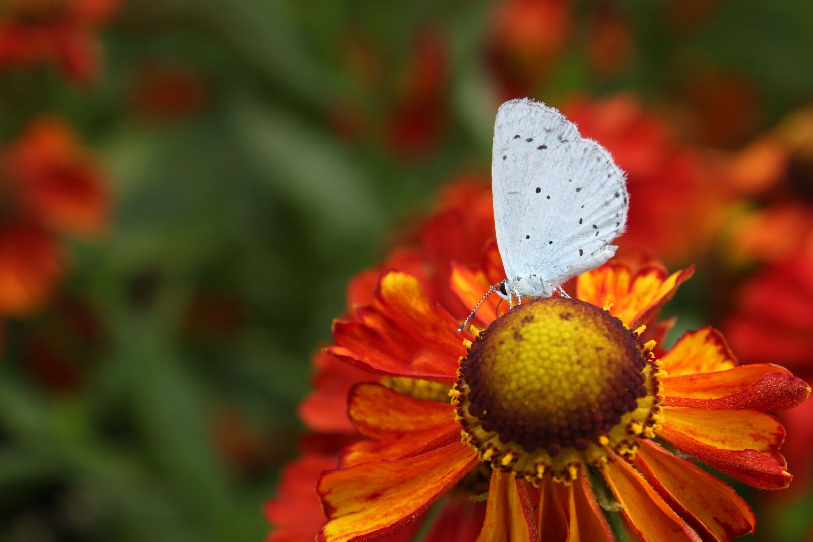 Canon EOS 600D (Rebel EOS T3i / EOS Kiss X5) sample photo. Butterfly, blue, nature photography