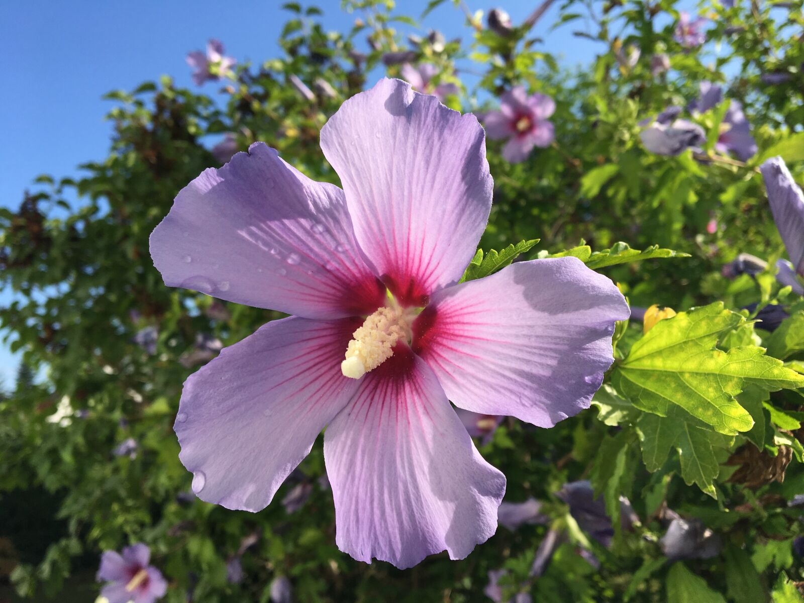 Apple iPhone 6s sample photo. Flower, hibiscus, garden photography