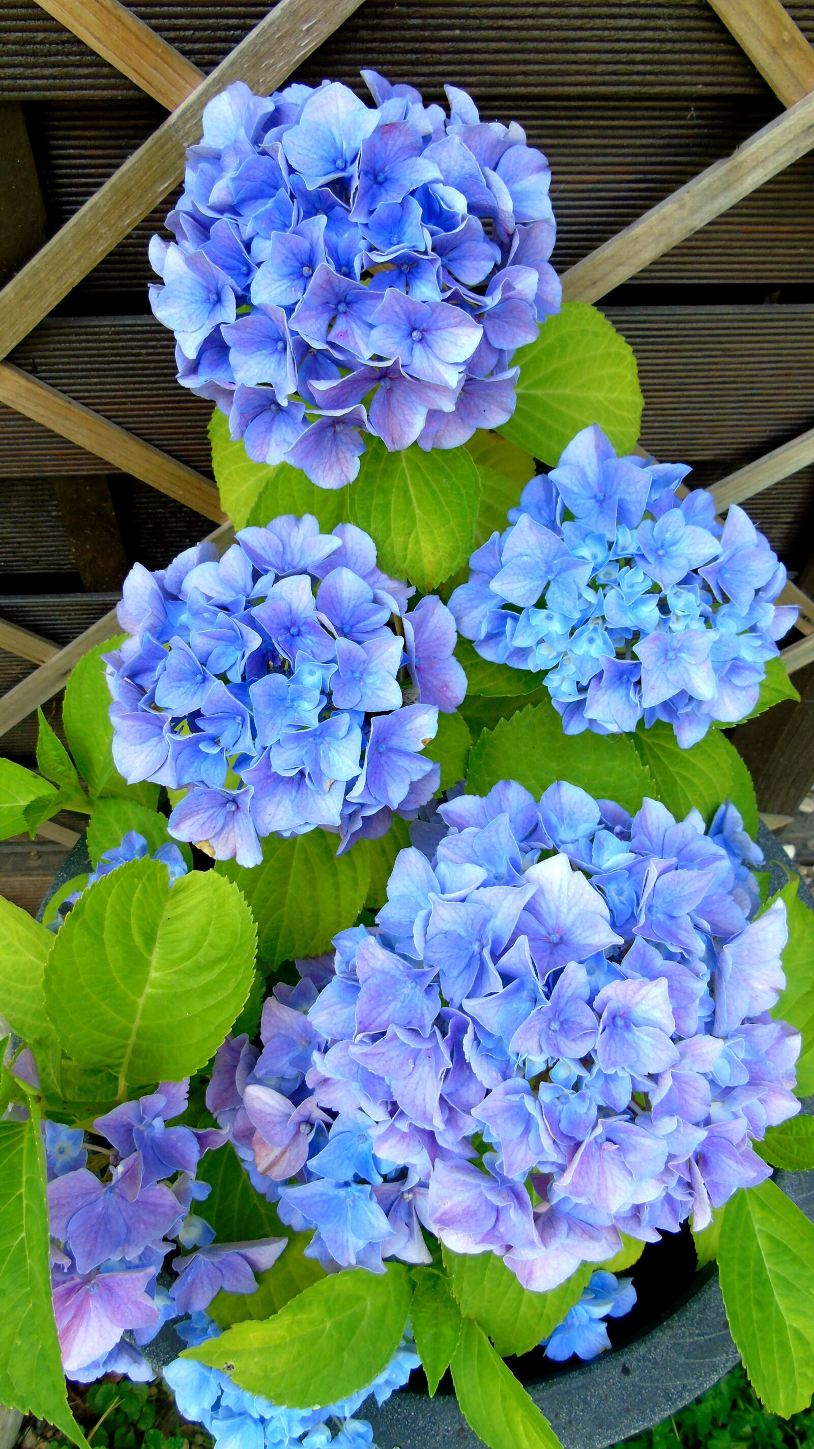 Sony Cyber-shot DSC-H400 sample photo. Flower, blue, garden photography