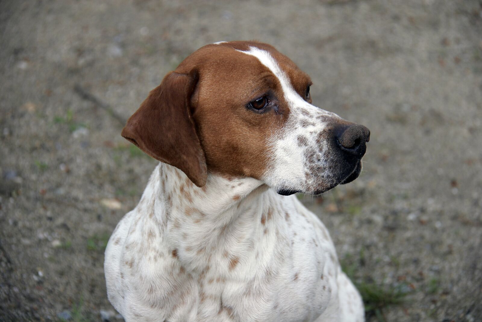 Canon EOS 20D sample photo. Dog, animal, hunting dog photography
