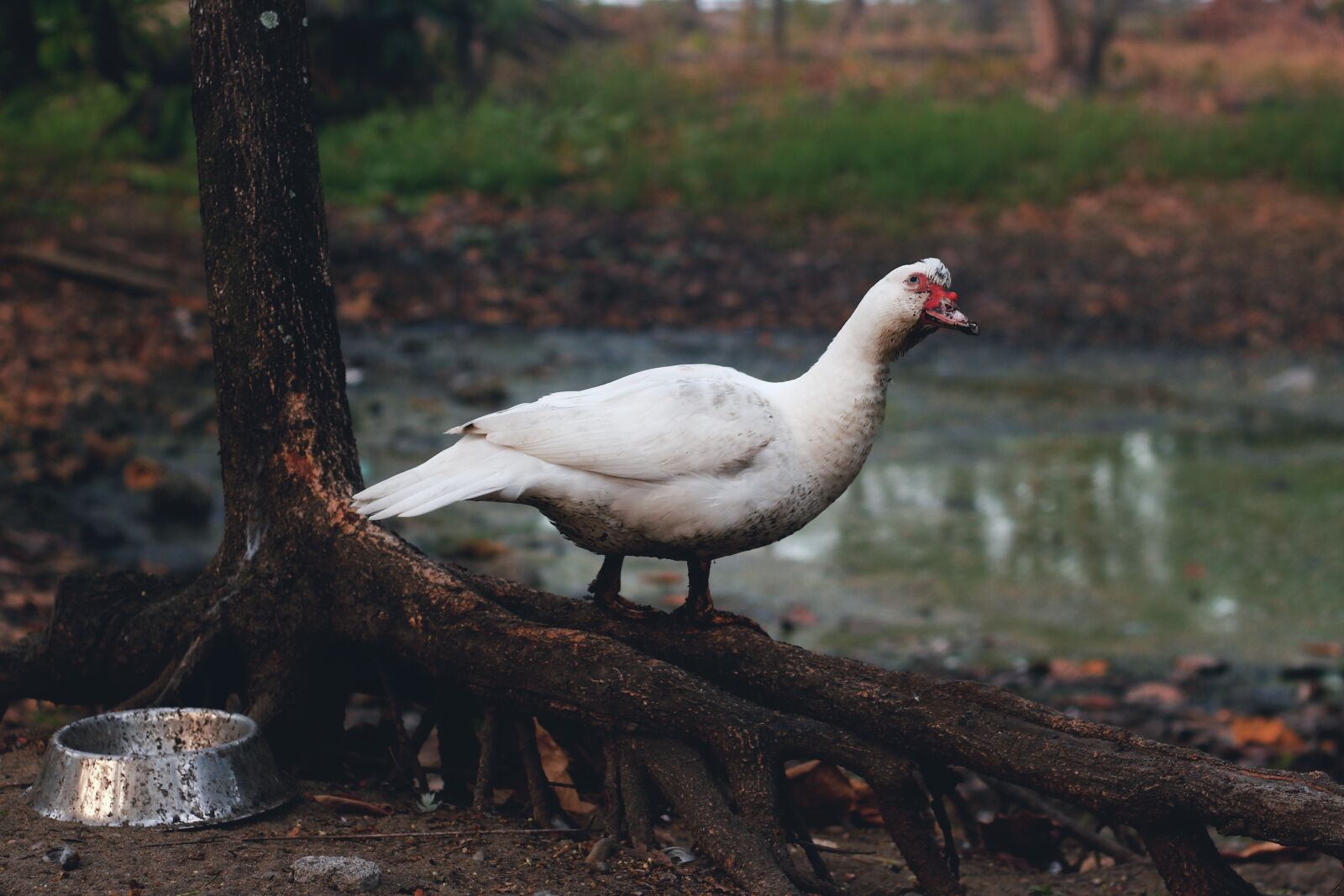 Canon EF 50mm F1.8 II sample photo. Duck, swan, lake photography
