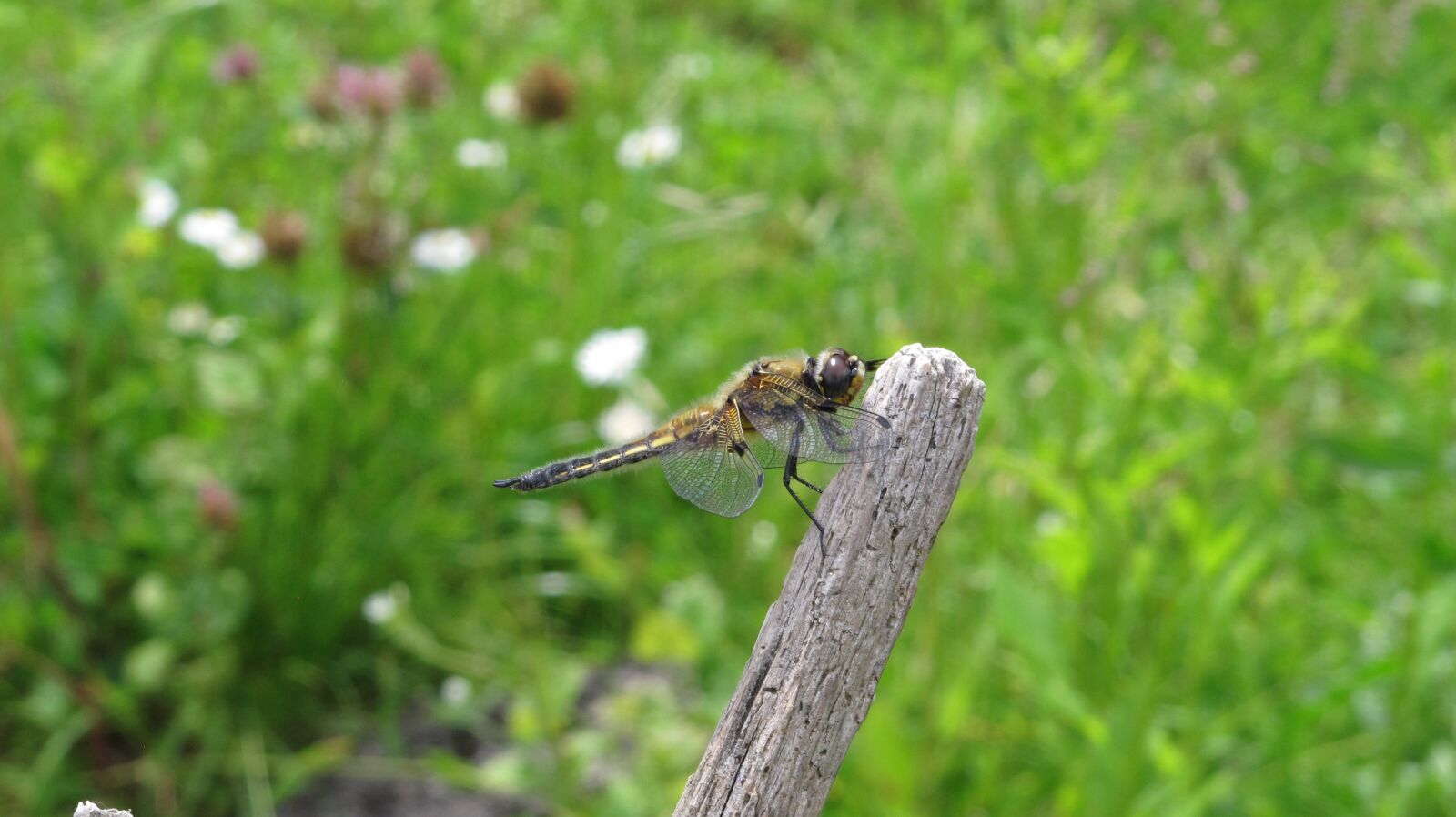 Canon PowerShot G12 sample photo. Dragonfly, animal, insect photography