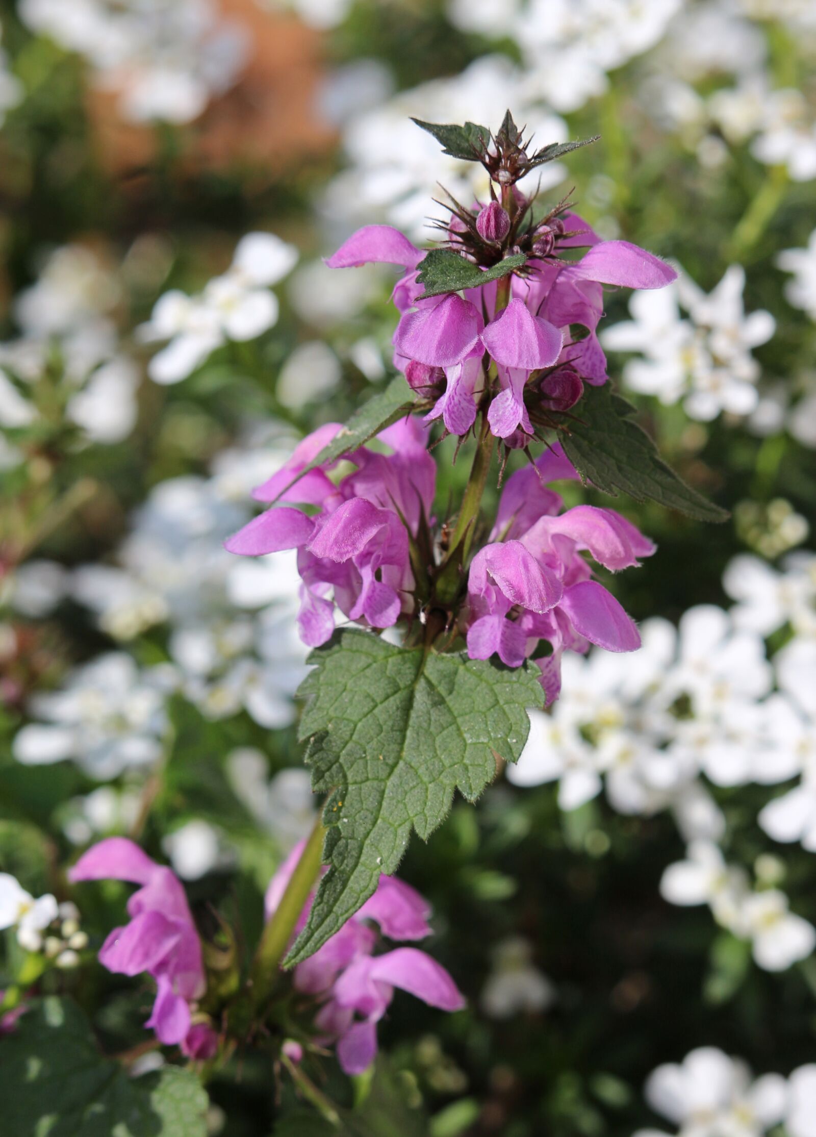 Canon EF-S 55-250mm F4-5.6 IS STM sample photo. Dead-nettle, lamium, flower photography