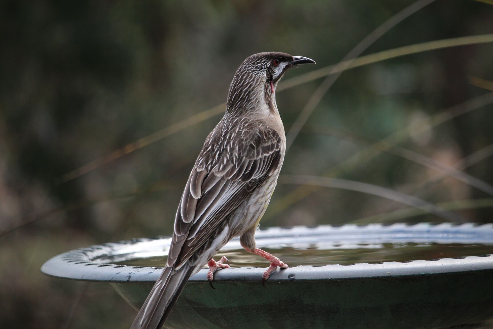 Canon EOS 100D (EOS Rebel SL1 / EOS Kiss X7) sample photo. Wattlebird, red wattlebird, honeyeater photography