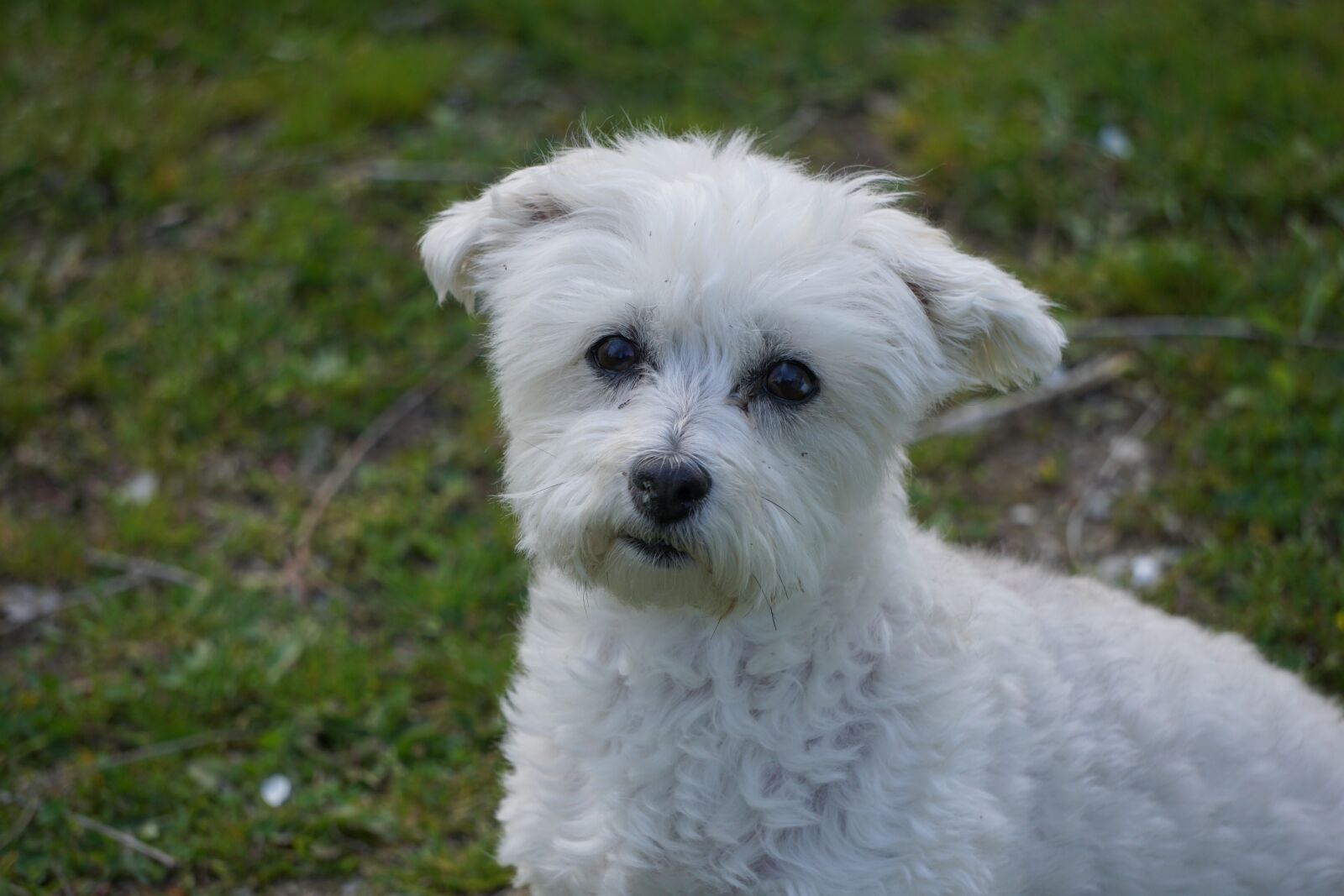 Sony E 55-210mm F4.5-6.3 OSS sample photo. Dog, mutt, mixed breed photography