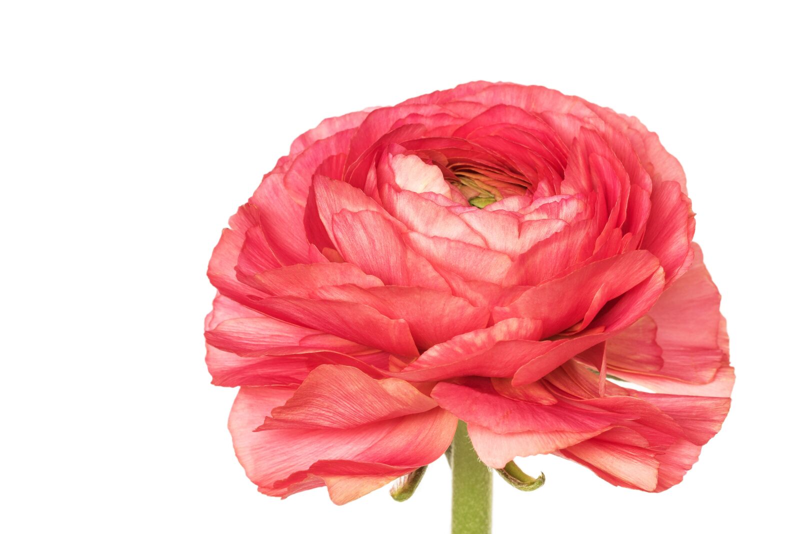 Canon EF 100mm F2.8L Macro IS USM sample photo. Nature, ranunculus, ranunculus asiaticus photography