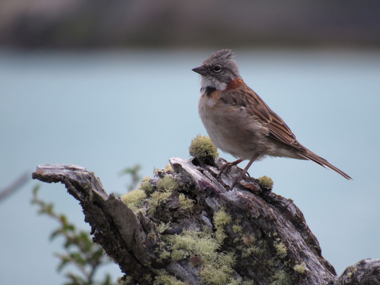 Canon PowerShot SX530 HS sample photo. Birds, fauna, nature photography