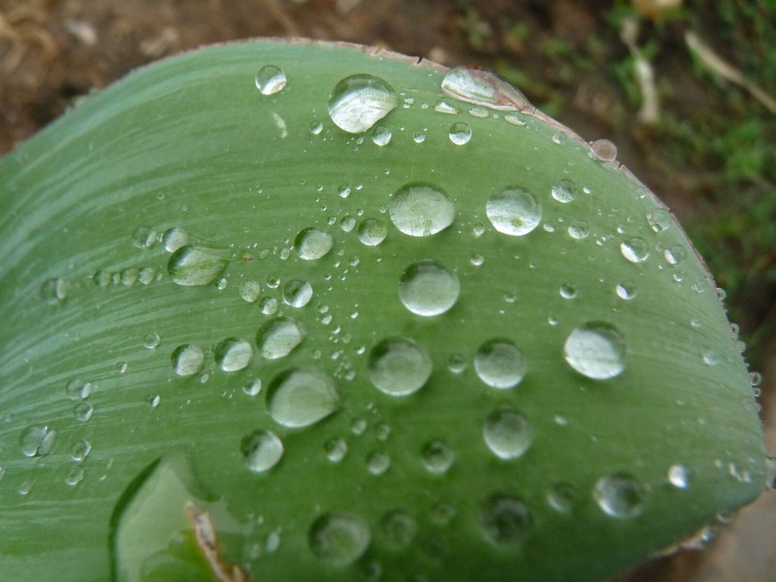 Panasonic Lumix DMC-FZ28 sample photo. Drop, droplet, rain photography